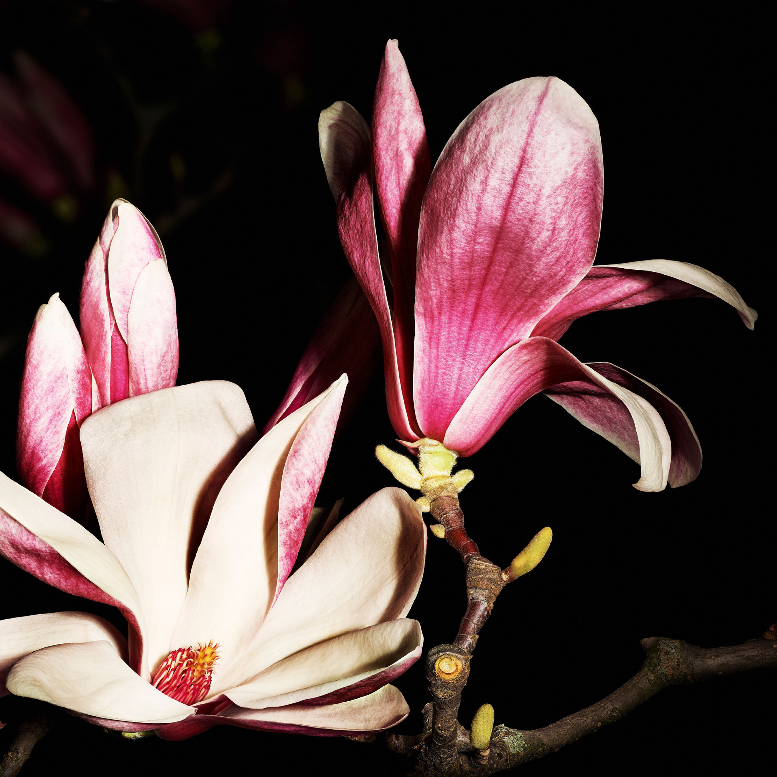 JUMPSUIT - LE VESTIAIRE DES PARFUMS