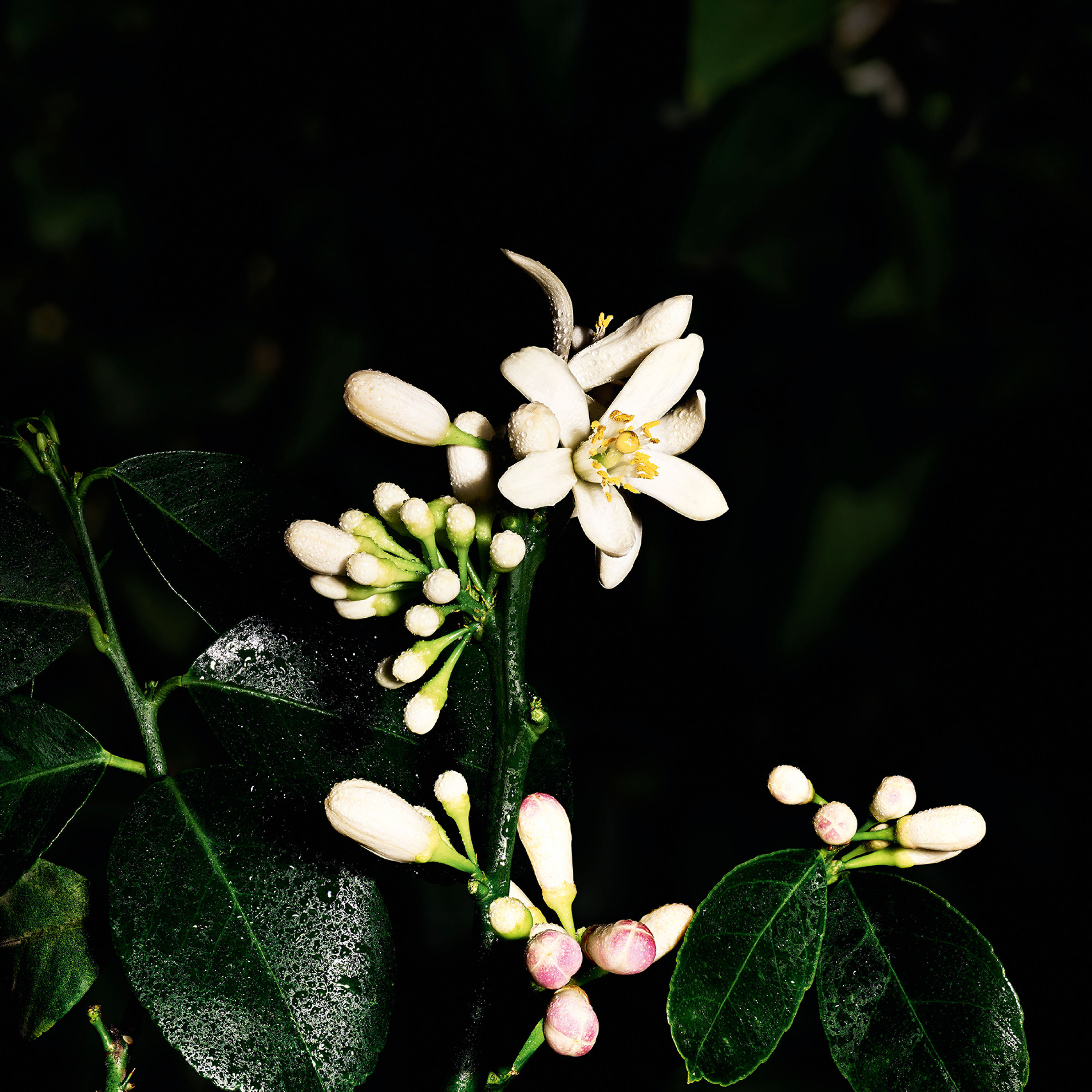 SAHARIENNE - LE VESTIAIRE DES PARFUMS