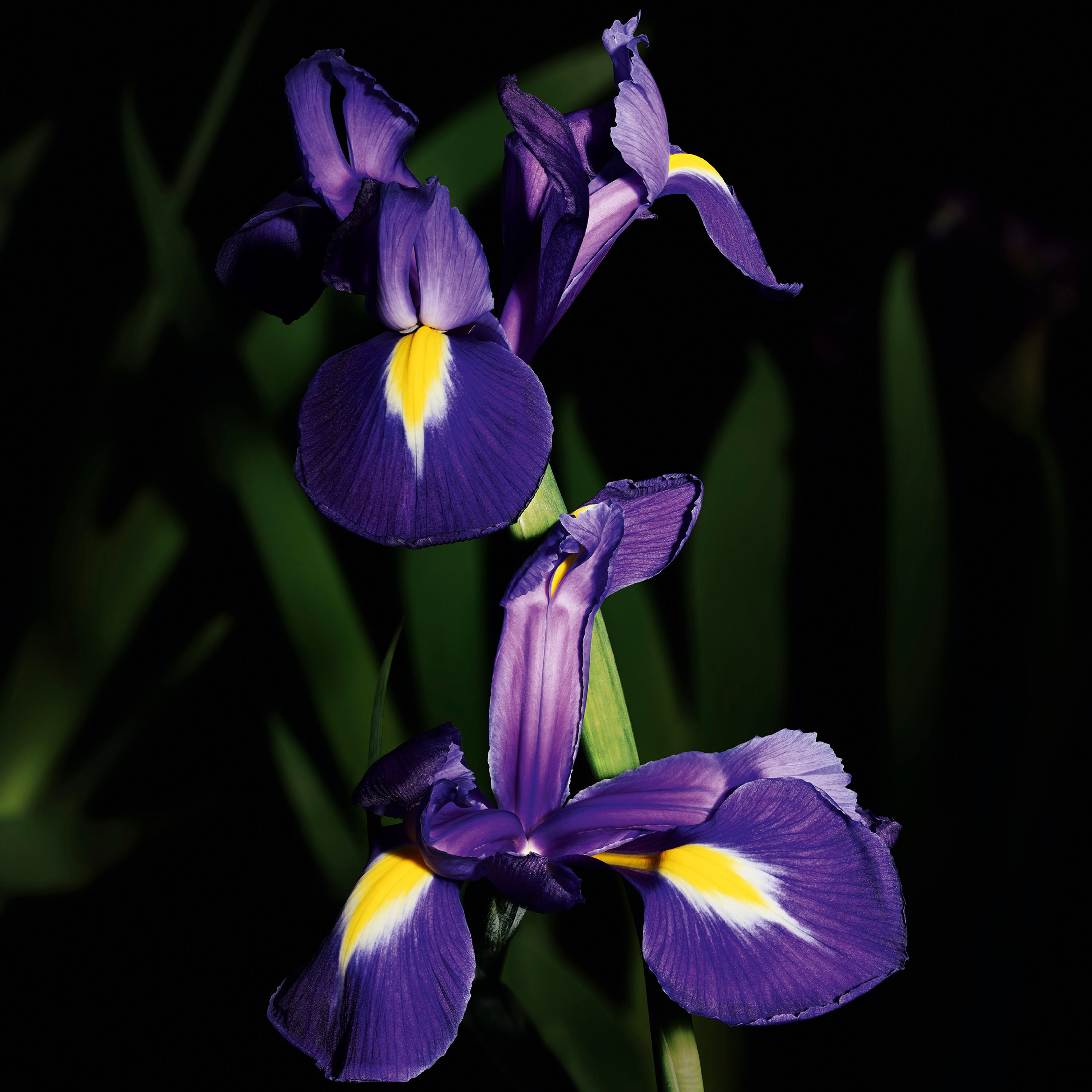 TRENCH - LE VESTIAIRE DES PARFUMS