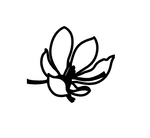 Black and white line drawing of a flower.