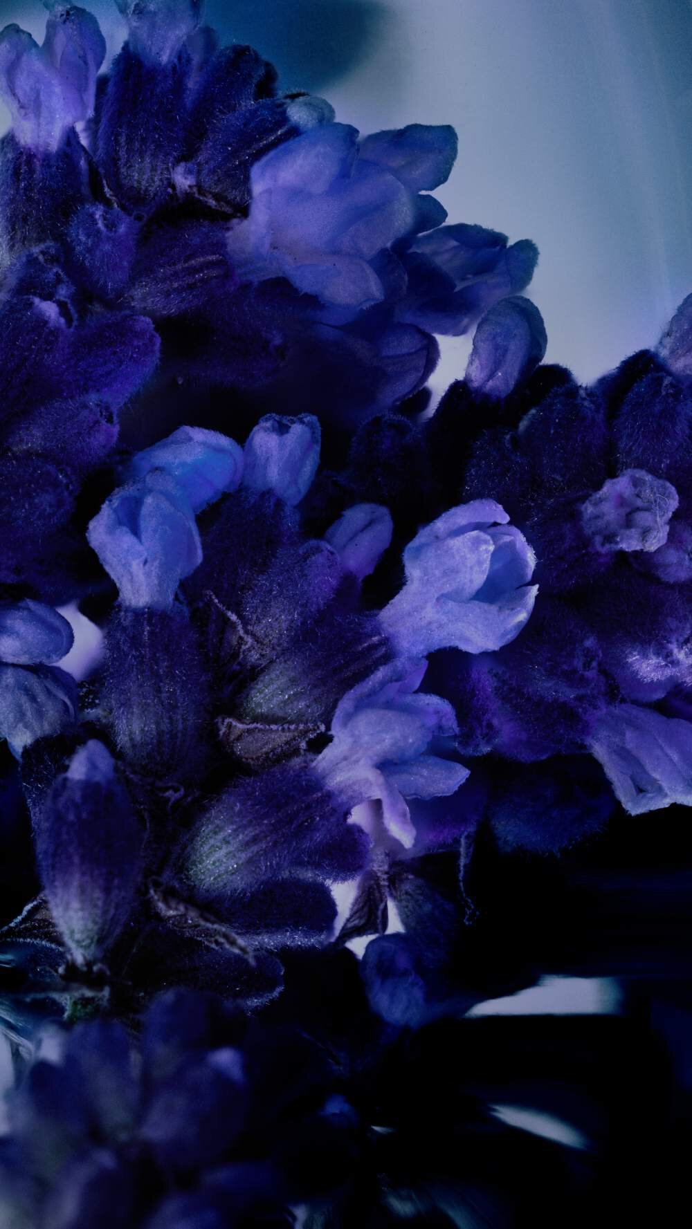 A Lavanda traz o frescor floral para esse perfume icônico Lavanda Fresca, ingrediente do perfume Y Elixir de YSL