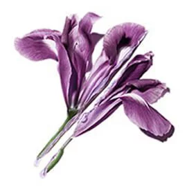 Close-up of purple iris flowers.