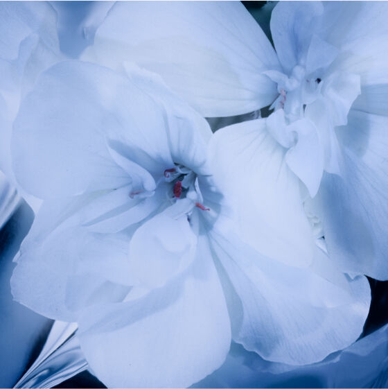 Close-up of white flowers with delicate petals and a soft blue tint.