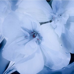 Close-up of white flowers with delicate petals and a soft blue tint.