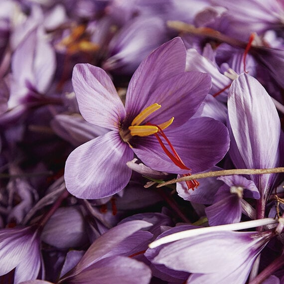 Close-up of purple flowers with yellow and red stamens.