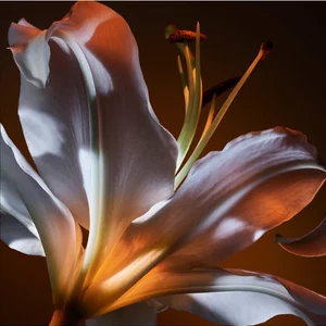 Close-up of a white flower with orange lighting on a dark background.