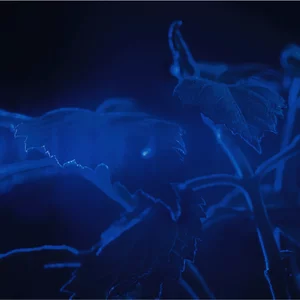 Close-up of leaves with a dark blue background.
