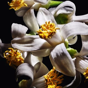 Close-up of white citrus flowers with yellow stamens.