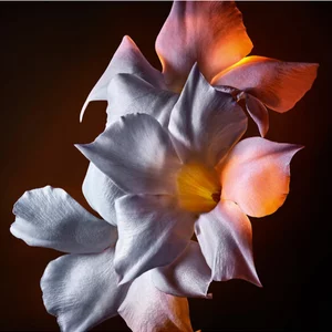Close-up of white and pink flowers with a yellow center on a dark background.