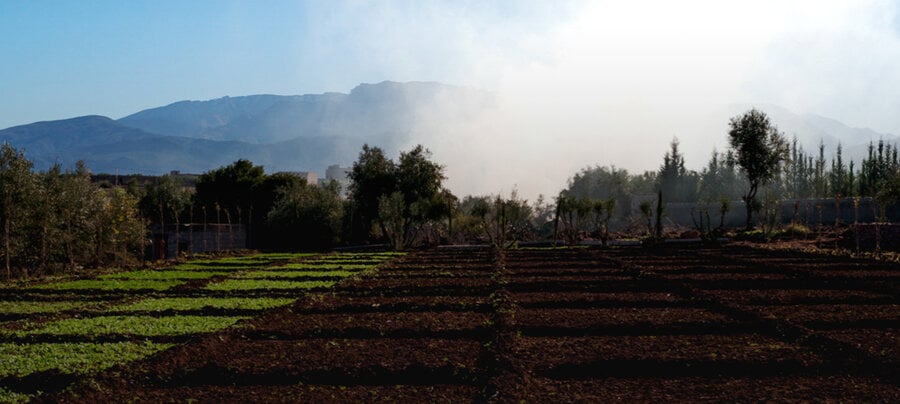 A field with rows of crops and trees, with mountains and a smoky sky in the background.