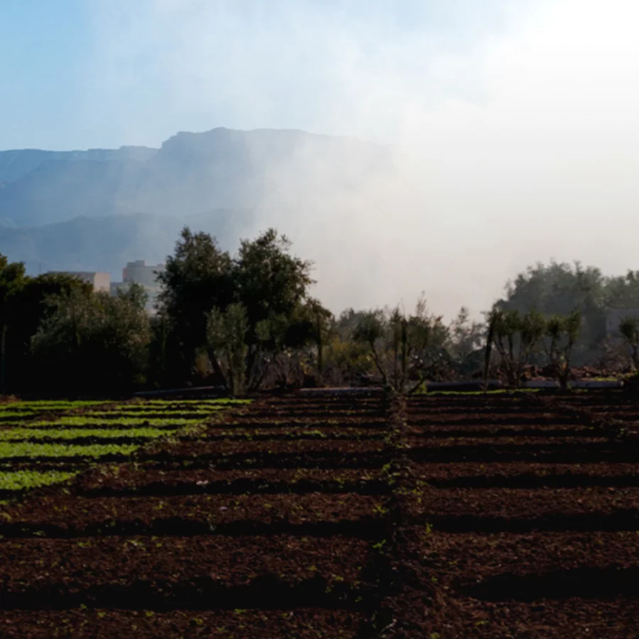 A field with rows of crops and trees, with mountains and a smoky sky in the background.