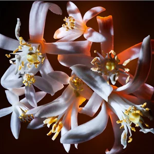Close-up of several white flowers with yellow stamens on a dark background.