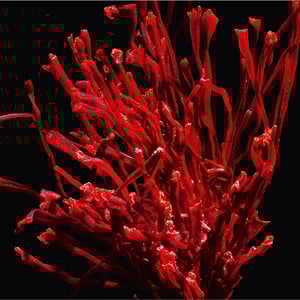 Close-up of saffron against a black background.