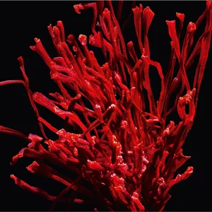 Close-up of saffron against a black background.