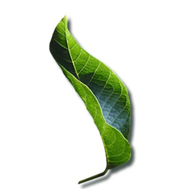 Two green leaves overlapping each other.