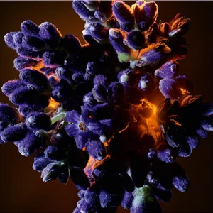 Close-up of purple flowers with orange lighting on a dark background.