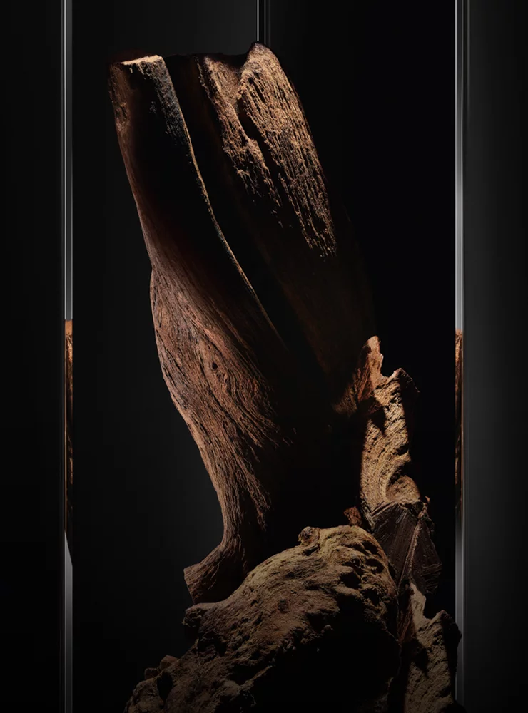 Close-up of a piece of wood with a dark background.