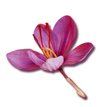 Illustration of a pink flower with yellow stamens.