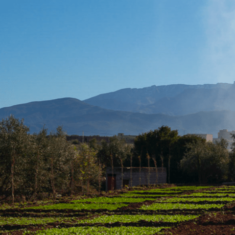A green field with trees and mountains in the background.