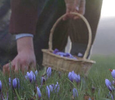 A person picking purple flowers with a basket.