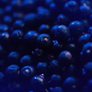 Close-up of several dark blue berries.