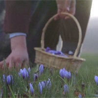 A person picking purple flowers and placing them in a basket.