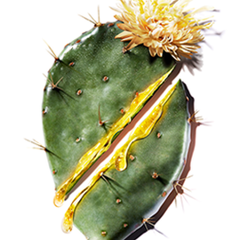 A green cactus pad with yellow liquid oozing from a cut and a yellow flower on top.