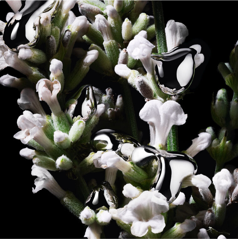 Close-up of white and pale green flowers with reflective silver droplets on a black background.