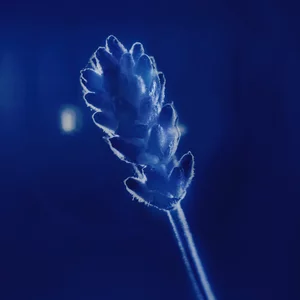Close-up of a lavender flower with a dark blue background.