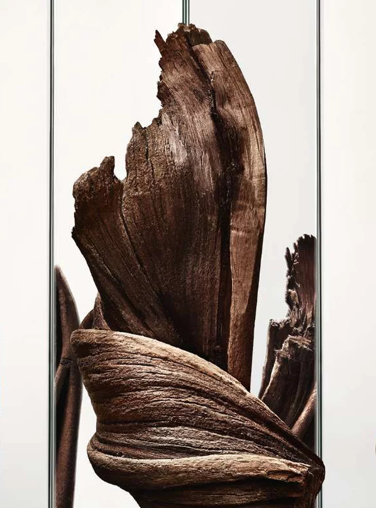Close-up of a piece of dark wood with intricate texture on a white background.