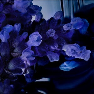 Close-up of purple flowers with a dark background.