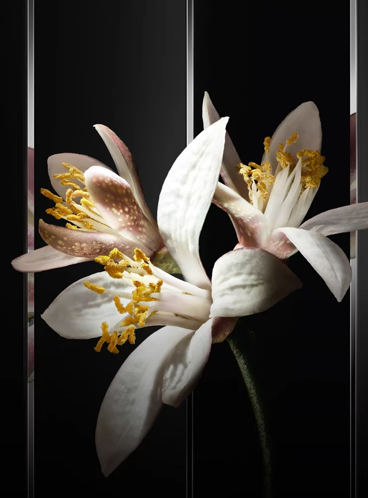Close-up of white citrus flowers with yellow stamens on a black background.