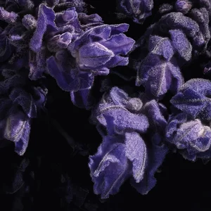 Close-up of purple flowers with a frosty appearance.