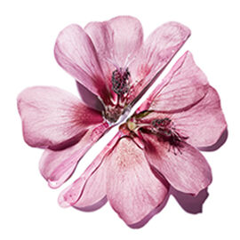 A pink flower split in half.