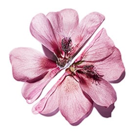 A pink flower split in half.
