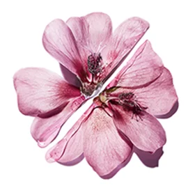 A pink flower split in half.