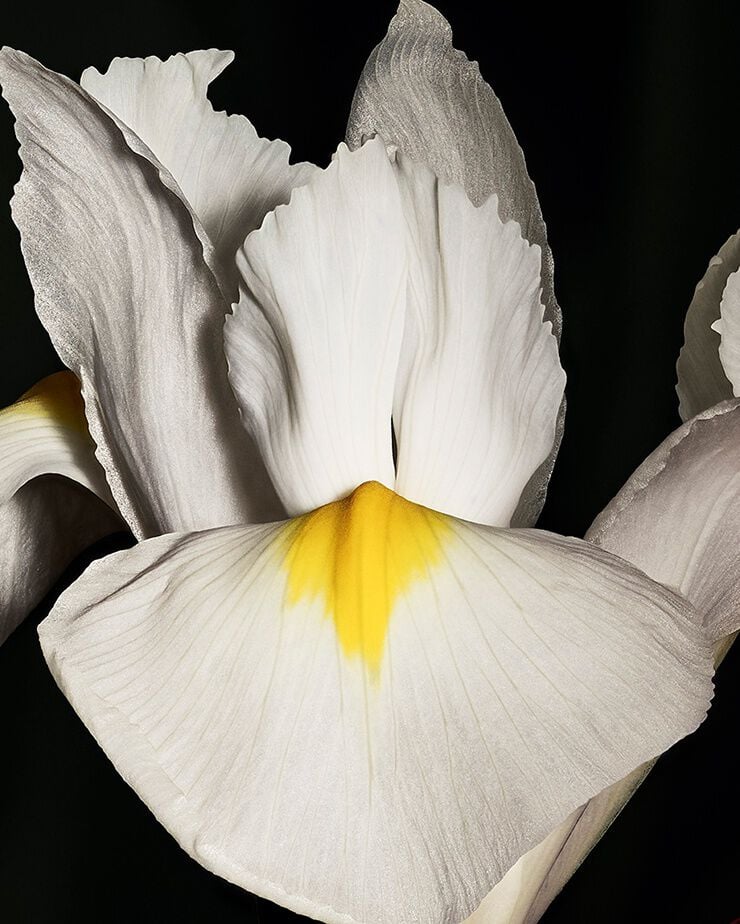 Noble Iris pallida flower, representing
the incisive coolness and powdery
elegance of CŒUR Eau de Parfum by
YSL.