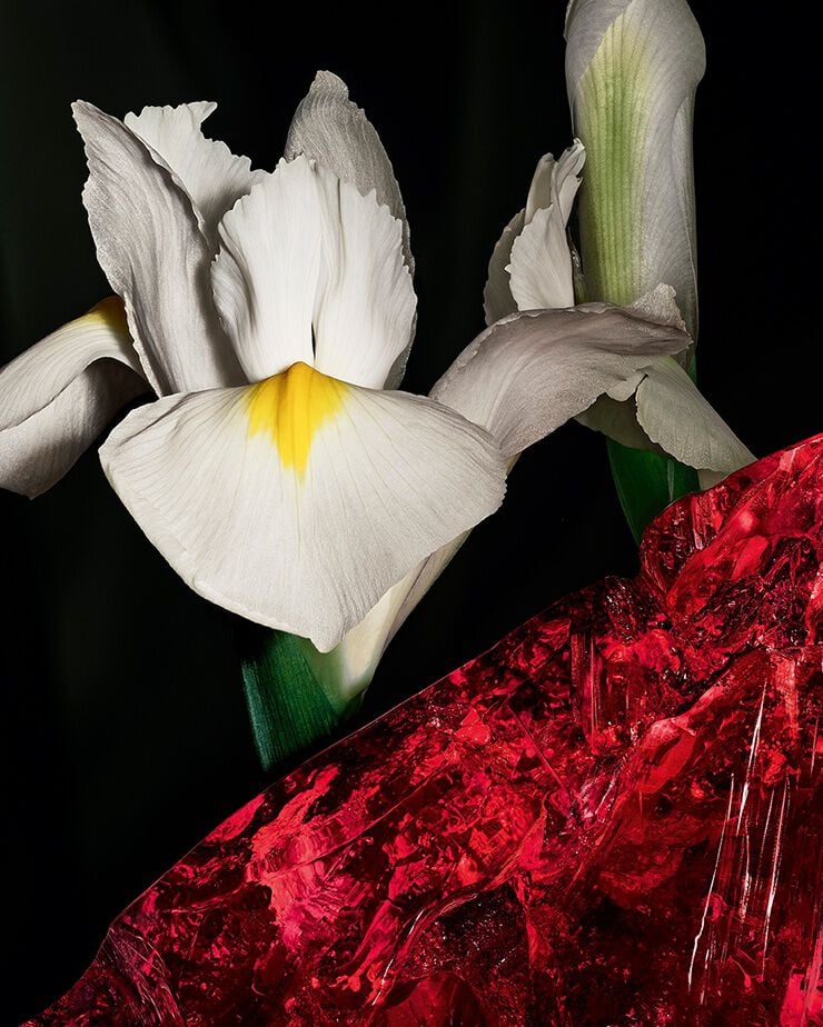 Noble Iris pallida flowers and red
amber crystal, representing the incisive
duality of CŒUR Eau de Parfum by
YSL.